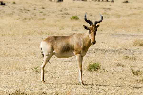Alcéfalo de Coke o Kongoni - reserva nacional de Masai Mara - Kenia 1.jpg
